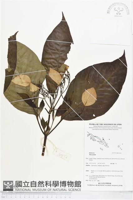 登錄號:BS05432藏品圖，第1張