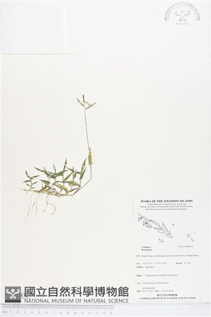 登錄號:BS04432藏品圖，第1張