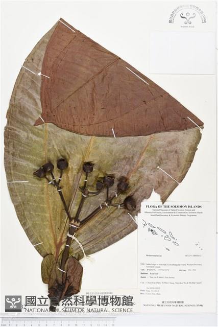 登錄號:BS03432藏品圖，第1張