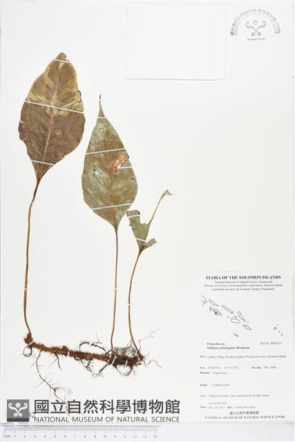 登錄號:BP01232藏品圖，第1張