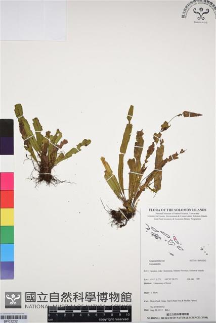 登錄號:BP03232藏品圖，第1張