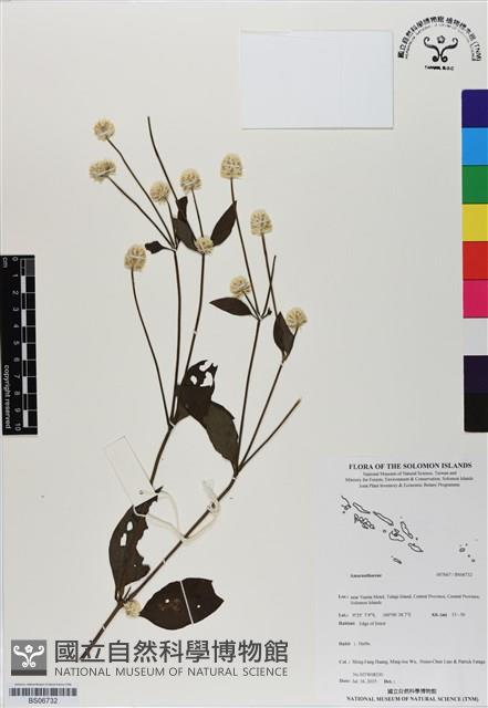 登錄號:BS06732藏品圖，第1張