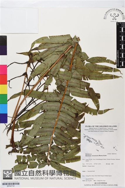 登錄號:BP02732藏品圖，第1張