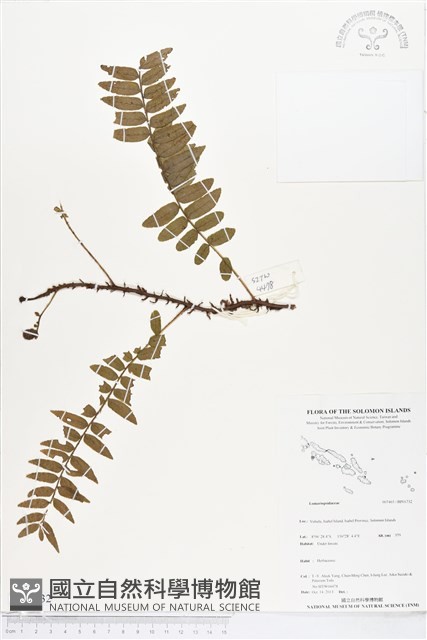 登錄號:BP01732藏品圖，第1張