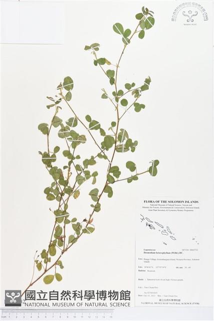 變葉山螞蝗藏品圖，第1張