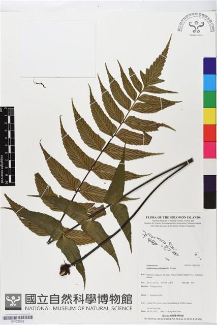 革葉鐵角蕨藏品圖，第1張