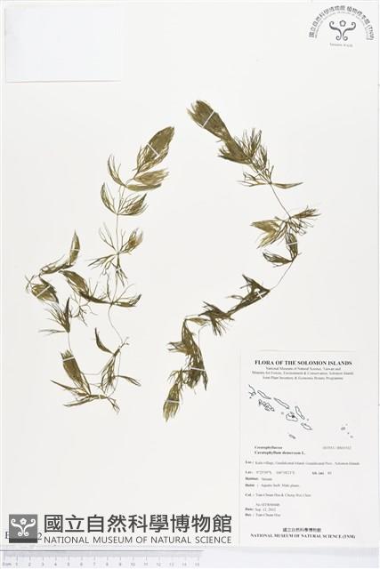 金魚藻、松藻藏品圖，第1張