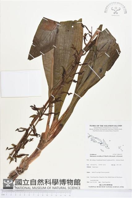 登錄號:BS04532藏品圖，第1張