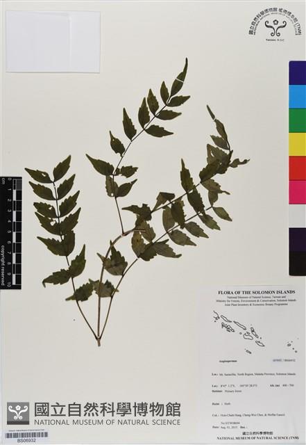 登錄號:BS06932藏品圖，第1張
