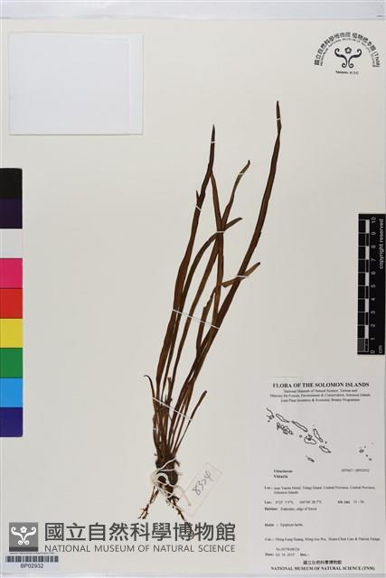 登錄號:BP02932藏品圖，第1張