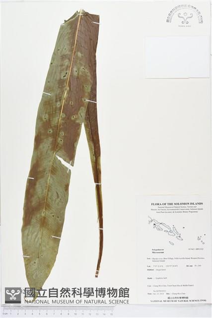 登錄號:BP01932藏品圖，第1張