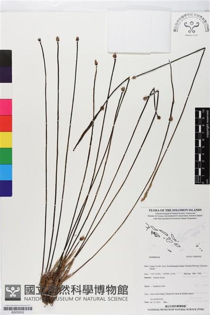 登錄號:BS05932藏品圖，第1張