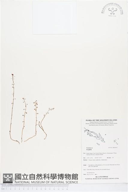 登錄號:BS04932藏品圖，第1張