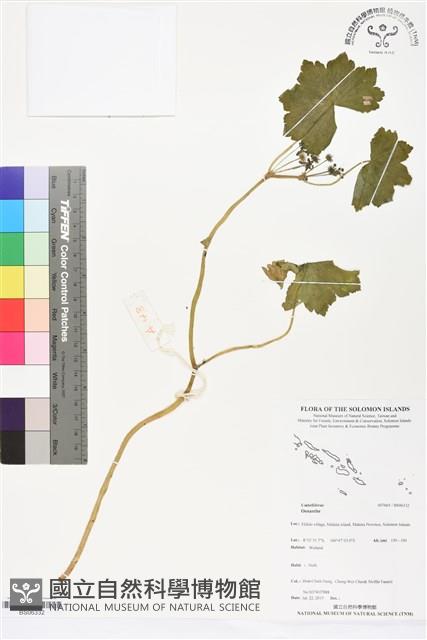 登錄號:BS06332藏品圖，第1張