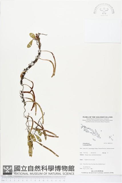 登錄號:BP02332藏品圖，第1張