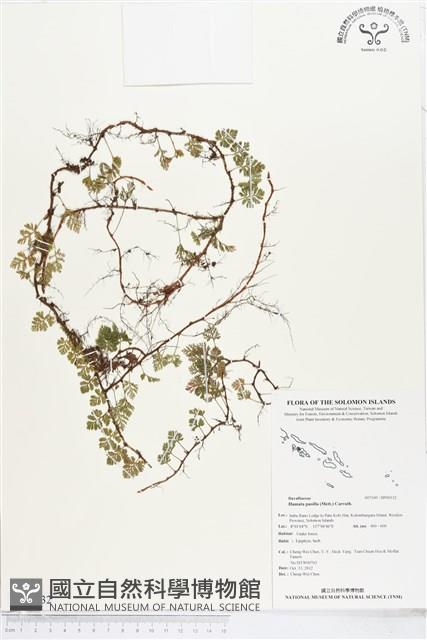 登錄號:BP00332藏品圖，第1張