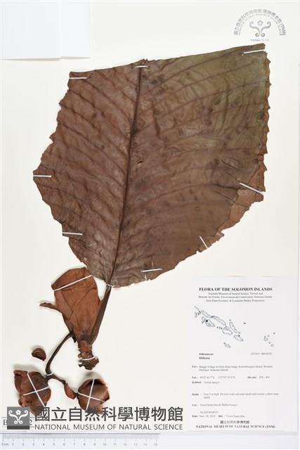 登錄號:BS04332藏品圖，第1張