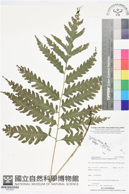 登錄號:BP02820藏品圖，第1張