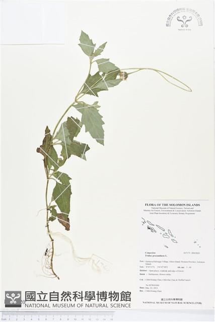 長柄菊藏品圖，第1張