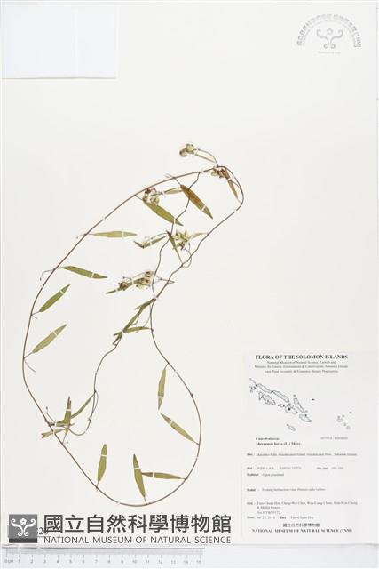 變葉姬旋花藏品圖，第1張