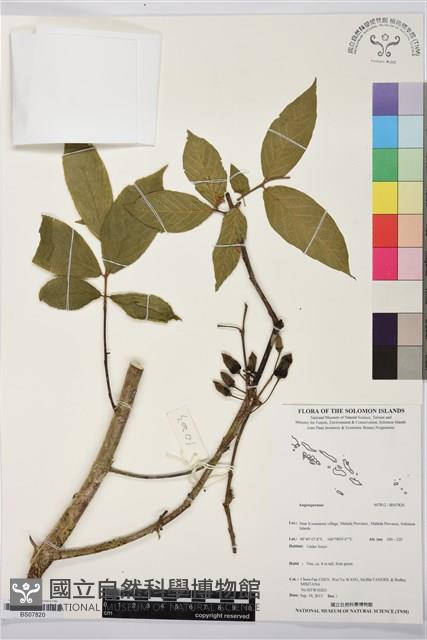 登錄號:BS07820藏品圖，第1張