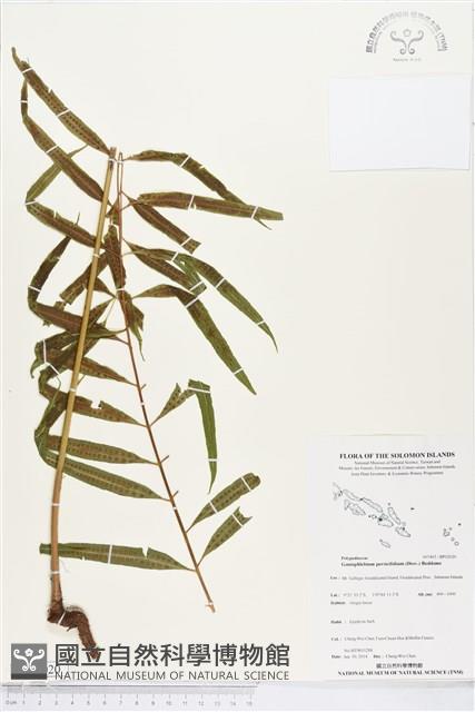 棱脈蕨藏品圖，第1張