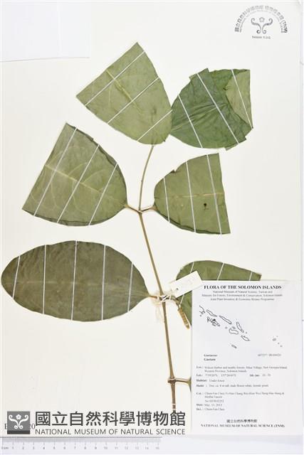 Accession Number:BG00020 Collection Image