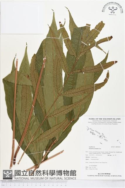 登錄號:BP00020藏品圖，第1張