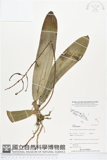 登錄號:BS04020藏品圖，第1張