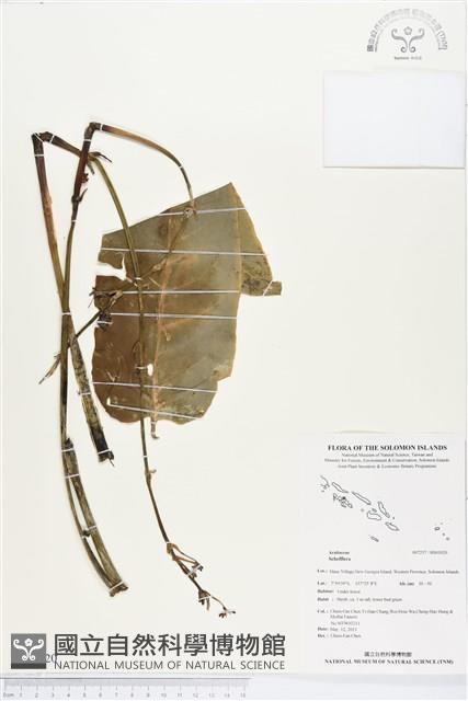 登錄號:BS03020藏品圖，第1張