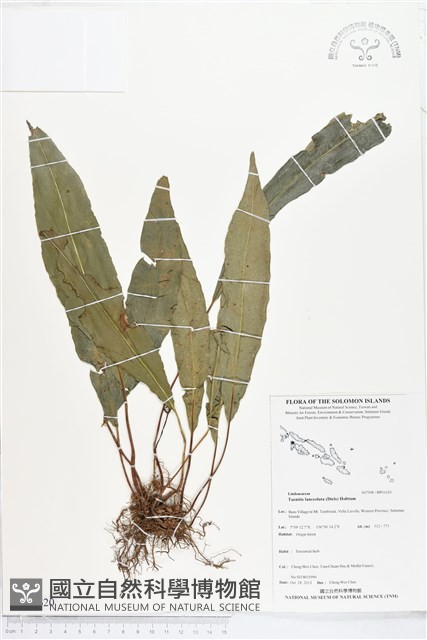 登錄號:BP01620藏品圖，第1張