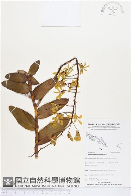 登錄號:BS04620藏品圖，第1張