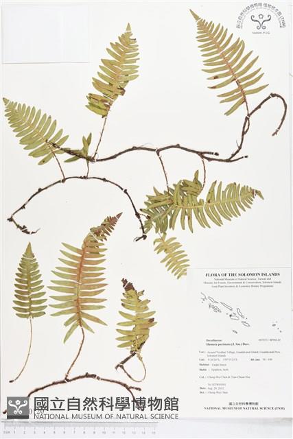 馬來陰石蕨藏品圖，第1張