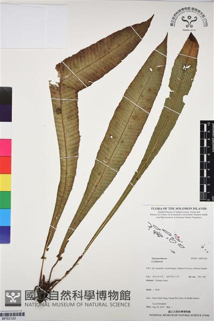 登錄號:BP03120藏品圖，第1張