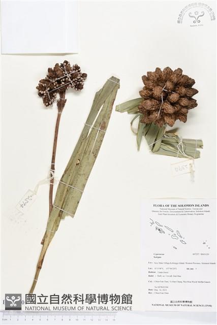 登錄號:BS03120藏品圖，第1張