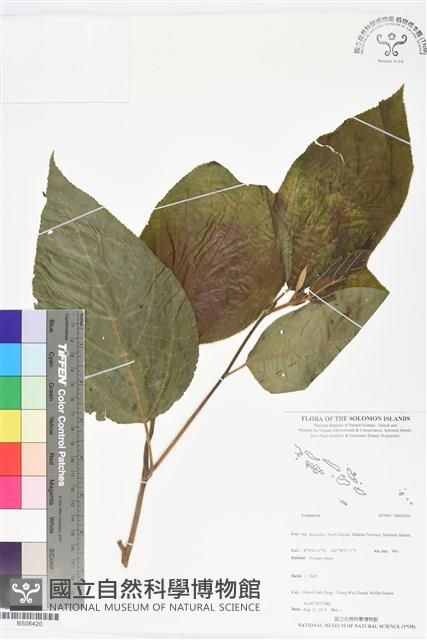 登錄號:BS06420藏品圖，第1張