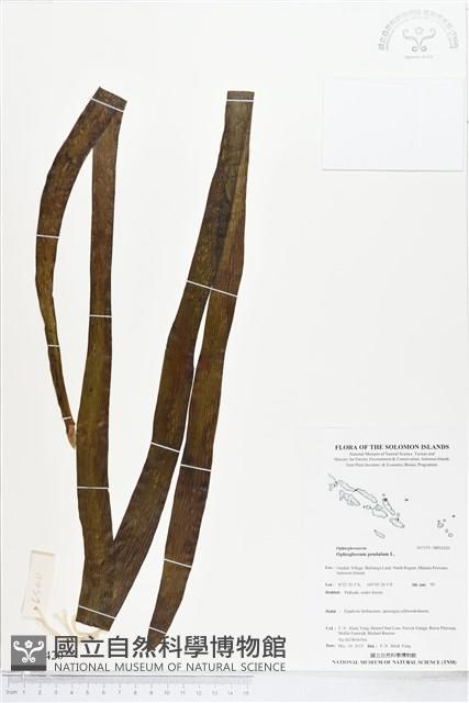 Accession Number:BP02420 Collection Image