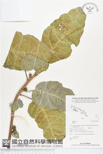 登錄號:BS02420藏品圖，第1張