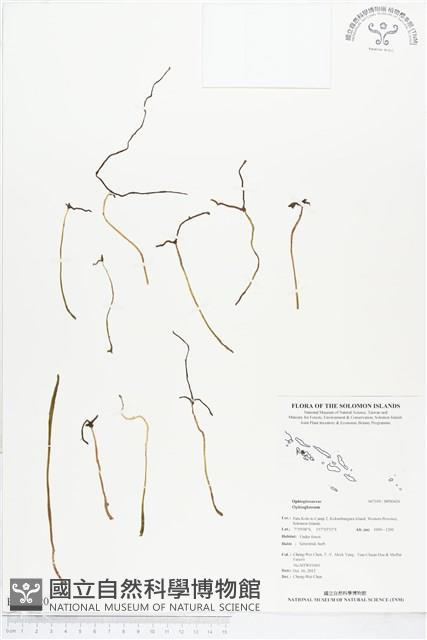 登錄號:BP00420藏品圖，第1張