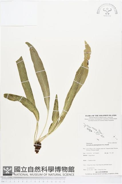 登錄號:BP01420藏品圖，第1張