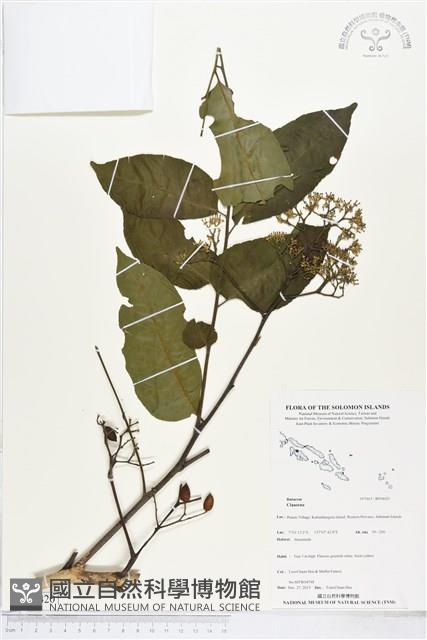 登錄號:BS04420藏品圖，第1張