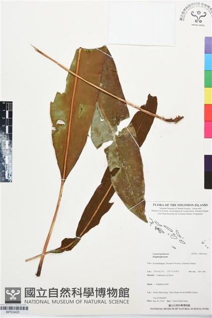 登錄號:BP03420藏品圖，第1張