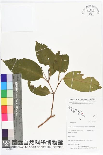 登錄號:BS07220藏品圖，第1張