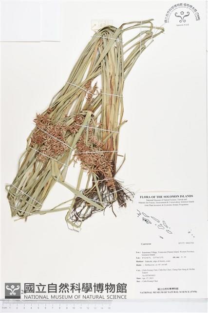 登錄號:BS02720藏品圖，第1張