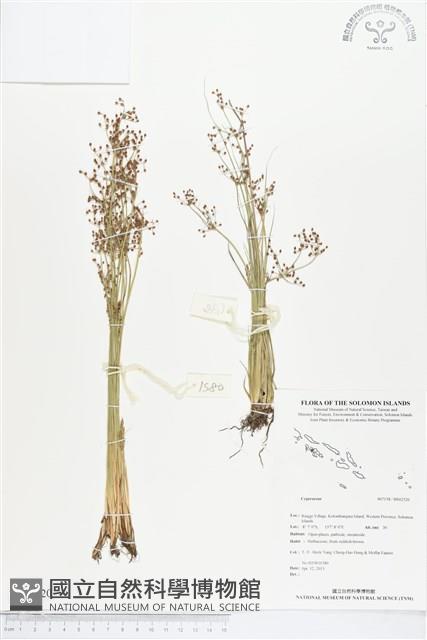 登錄號:BS02520藏品圖，第1張