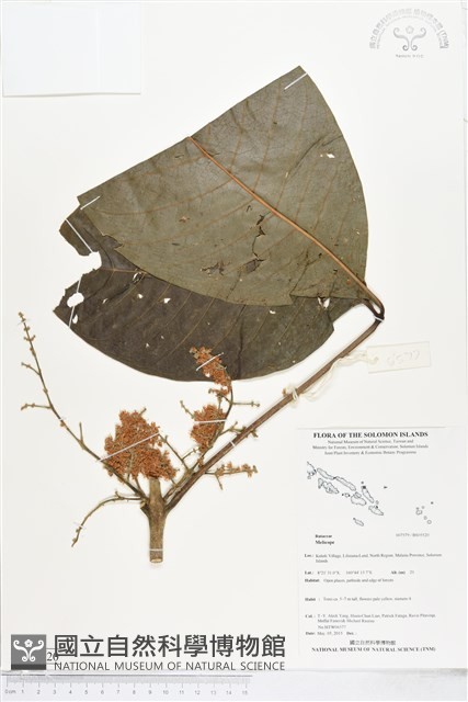 登錄號:BS05520藏品圖，第1張