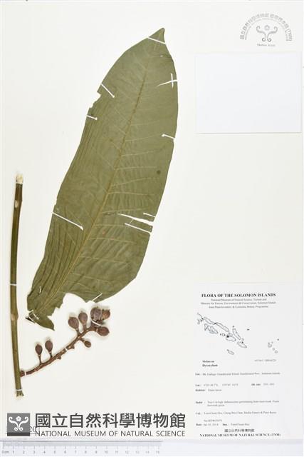 登錄號:BS04520藏品圖，第1張