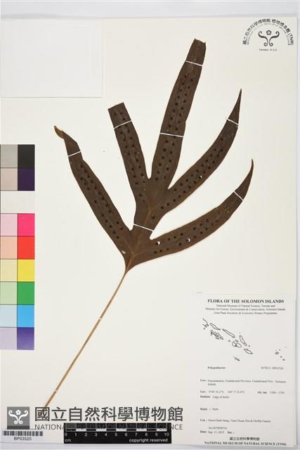 登錄號:BP03520藏品圖，第1張