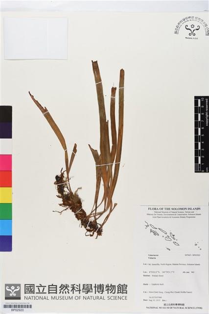 登錄號:BP02920藏品圖，第1張