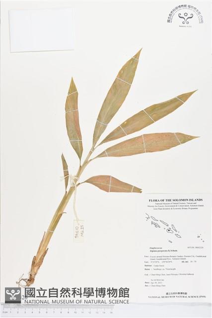 紅花月桃藏品圖，第1張